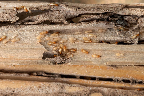 Best Commercial Pest Control Services  in Barberton, OH