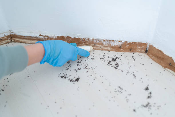 Best Local Pest Control Services  in Barberton, OH